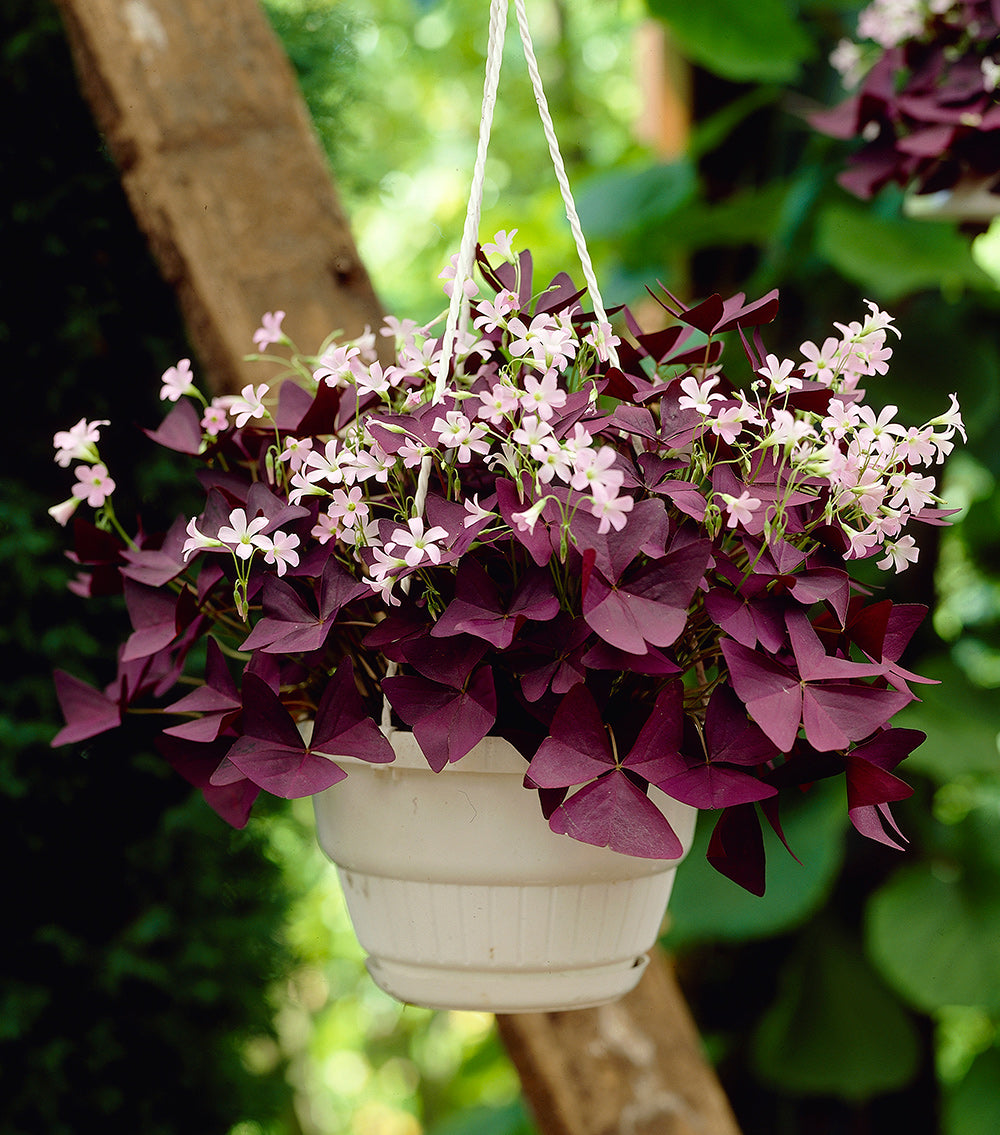 Mijke Oxalis - 25 bulbs