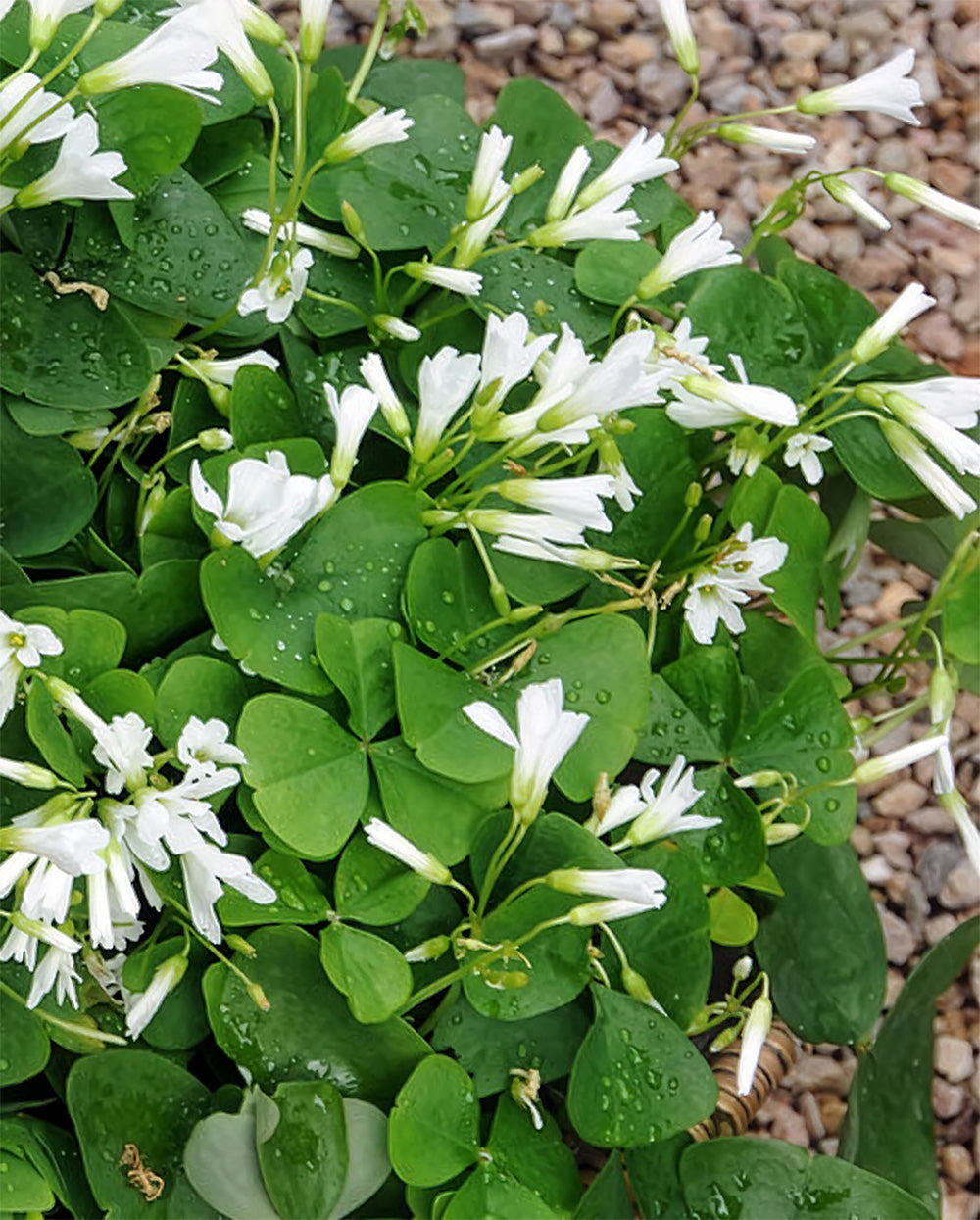 Regnellii var. triangularis Oxalis - 25 bulbs