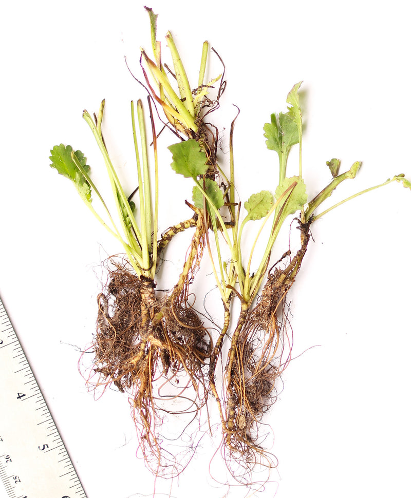 Oxeye Daisy - 5 Root Divisions