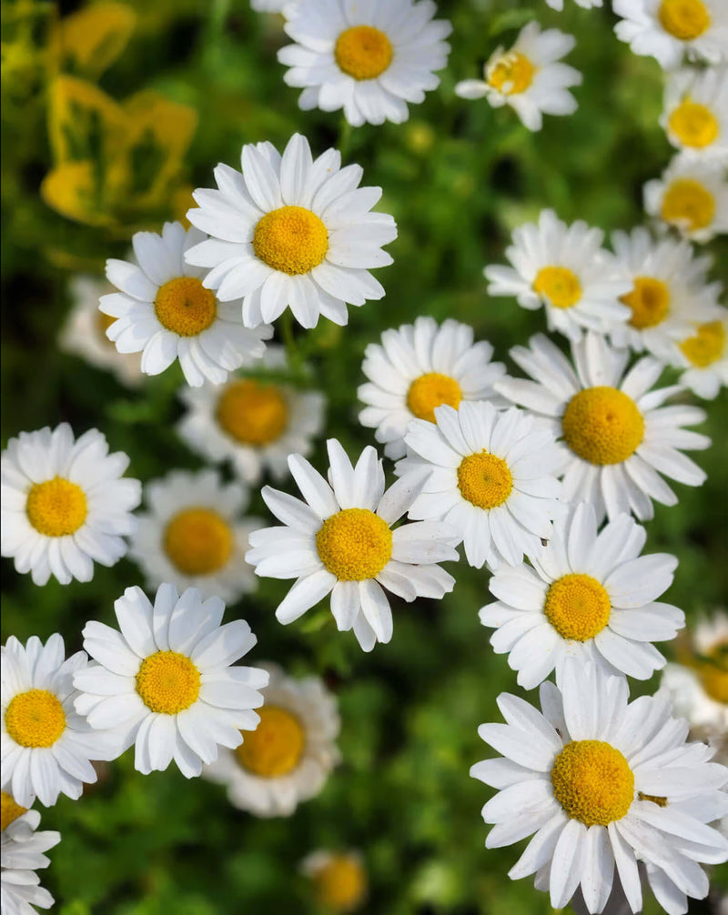 Oxeye Daisy - 5 Root Divisions