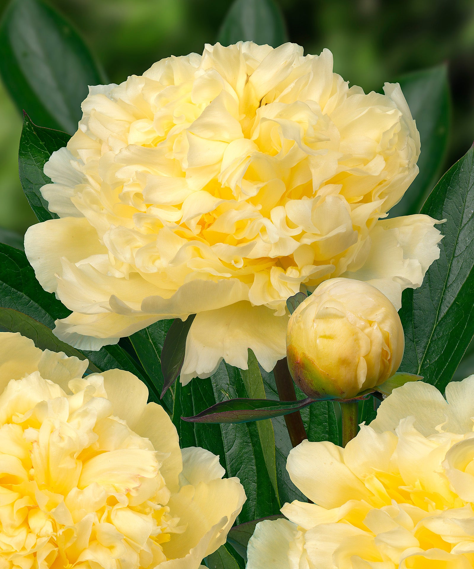 Goldilocks Peony - 1 root division