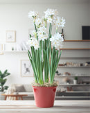 Paperwhites in a Red Pot