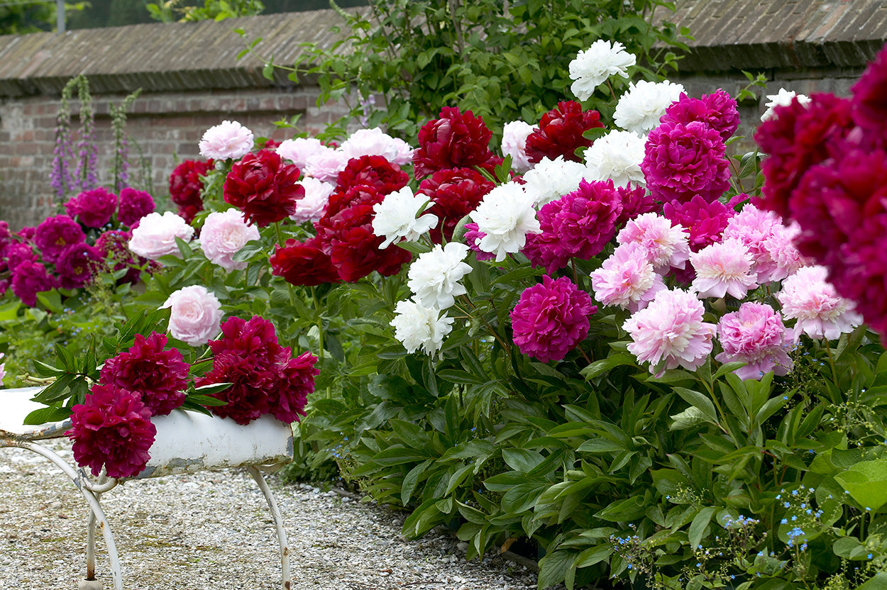 Mixed Peonies - 5 root divisions