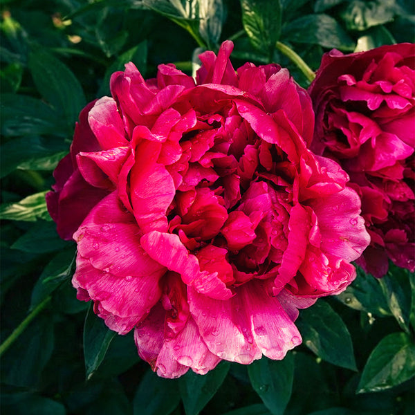 Peony♡ Big Ben Peony - 1 root division
