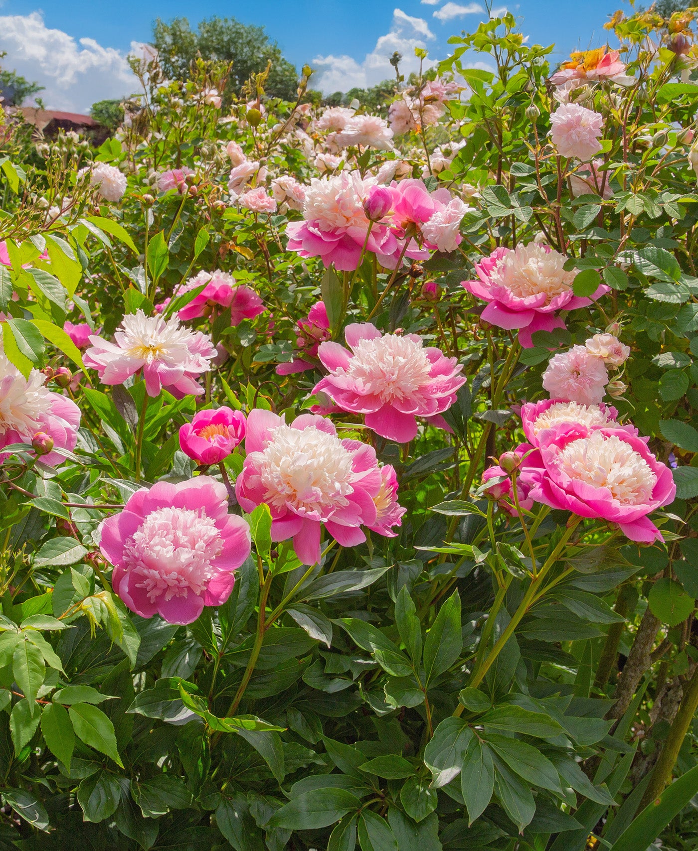 Bowl of Beauty Peony - 1 root division