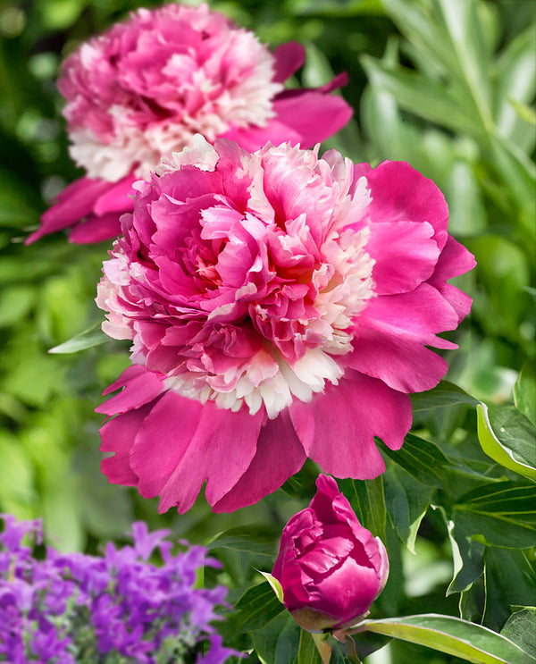 Celebrity Peony - 1 root division