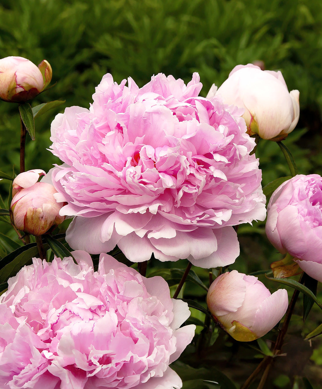 Dr. Alex Fleming Peony - 1 root division – BloomingBulb