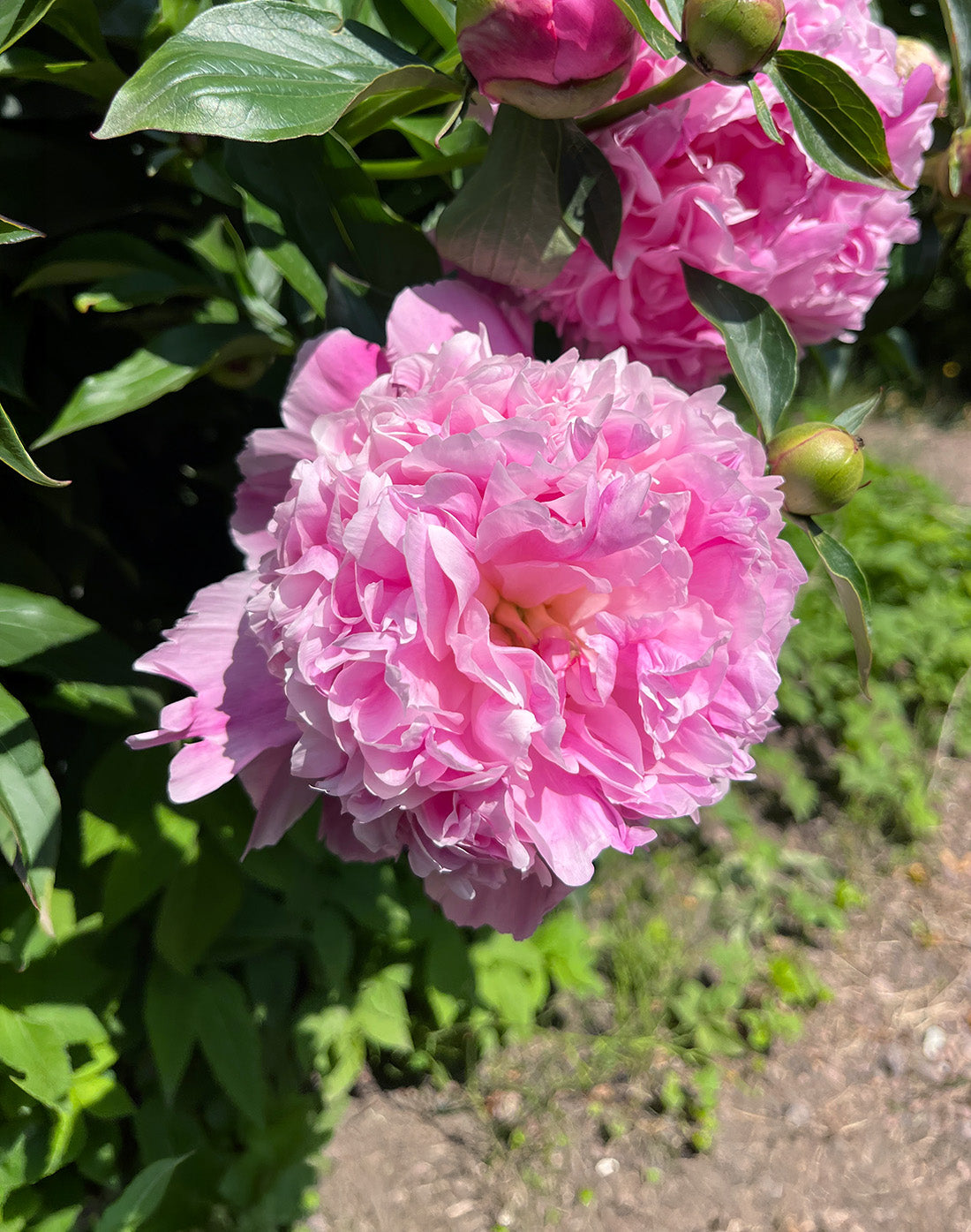 Dr. Alex Fleming Peony - 1 root division