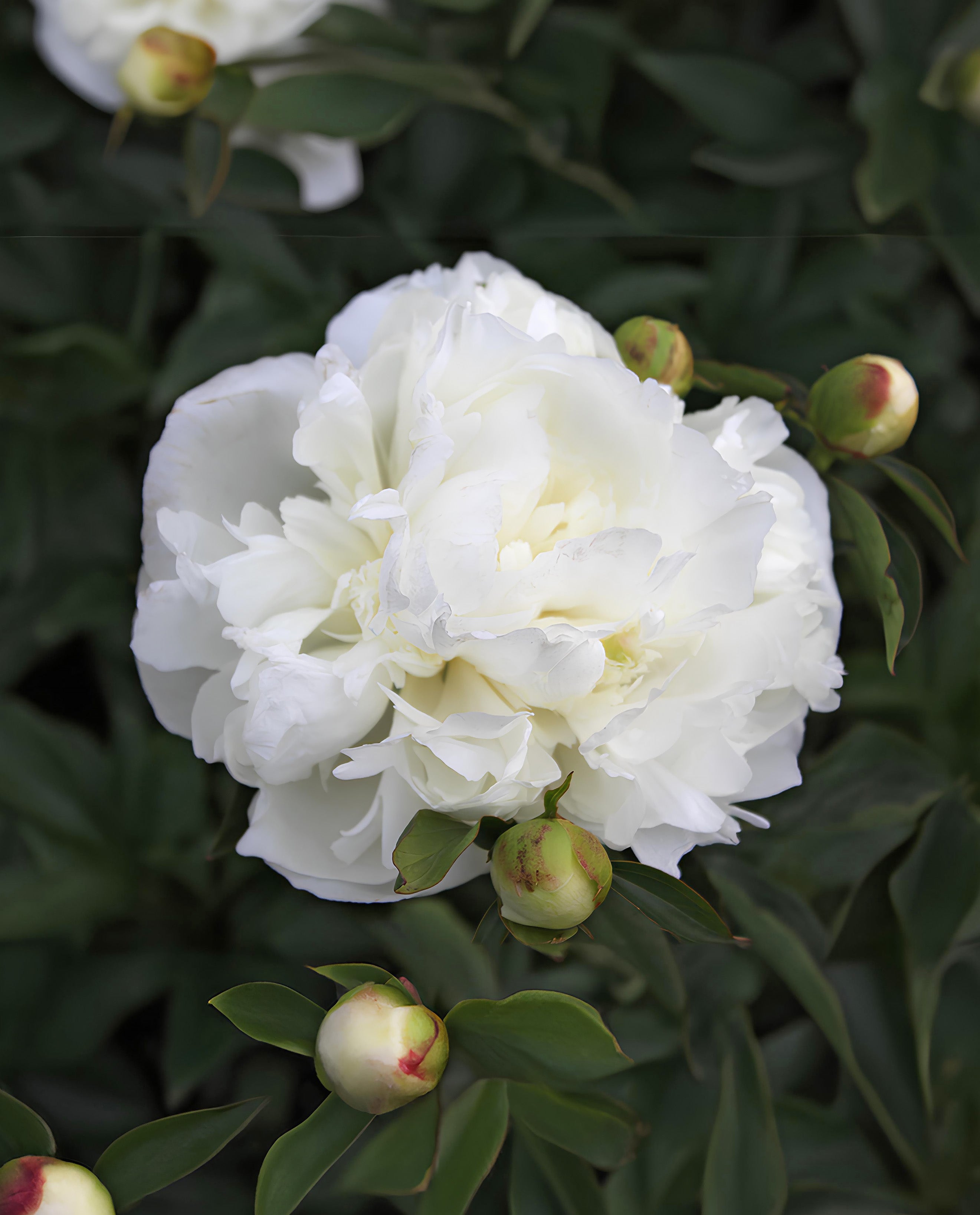 Duchess De Nemours Peony - 1 root division