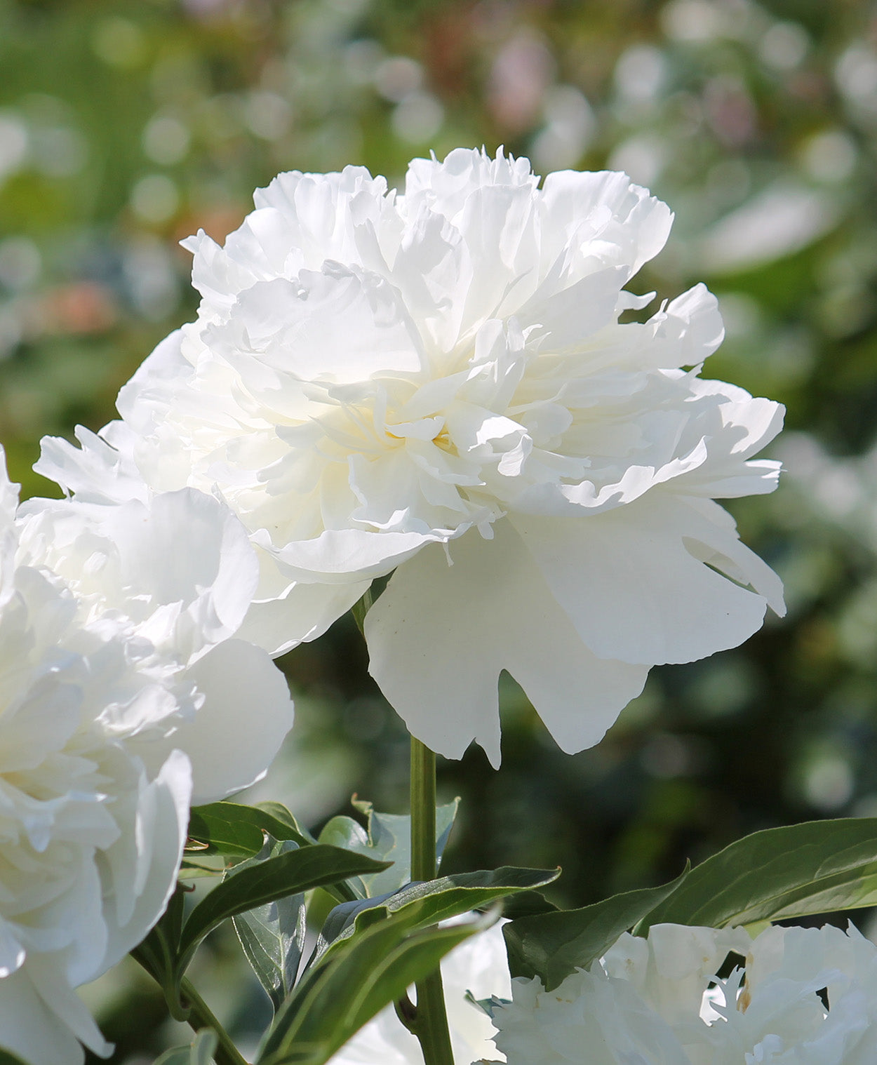 Duchess De Nemours Peony - 1 root division