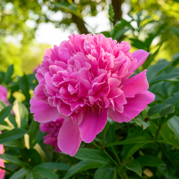 PeonyEdulisSuperba2_600x600_cr