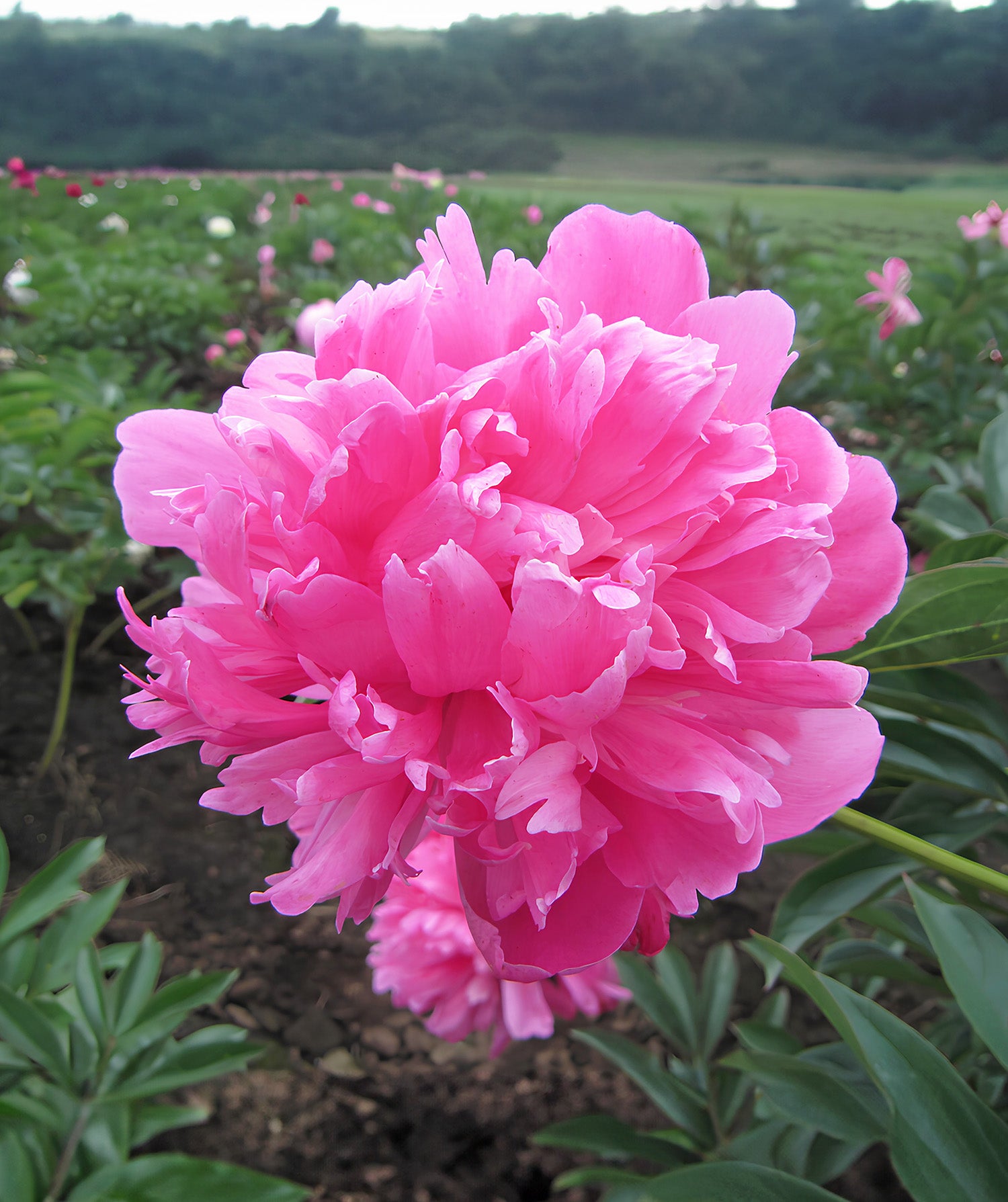 Edulis Superba Peony - 1 root division