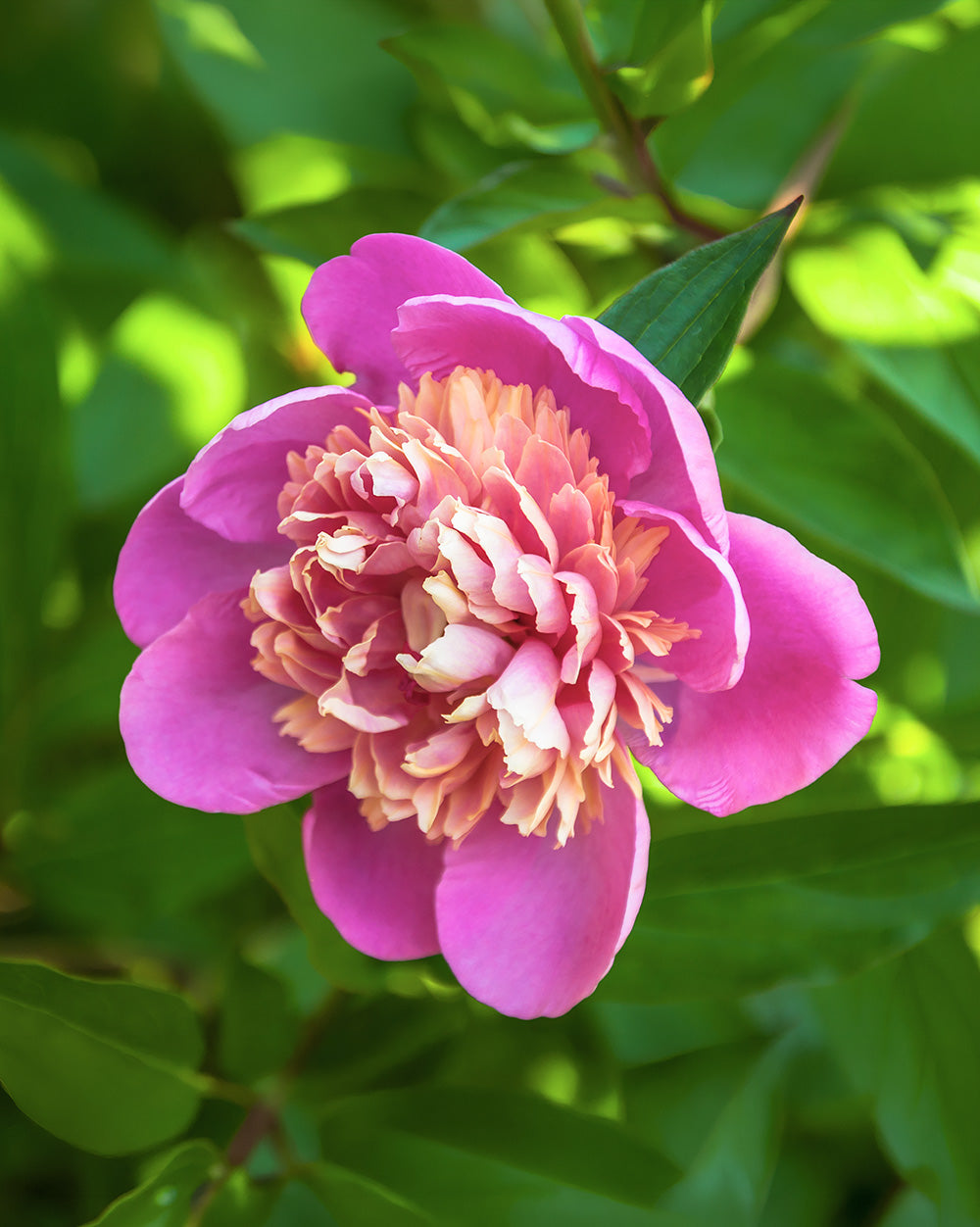 Emily Debatene Peony - 1 root division