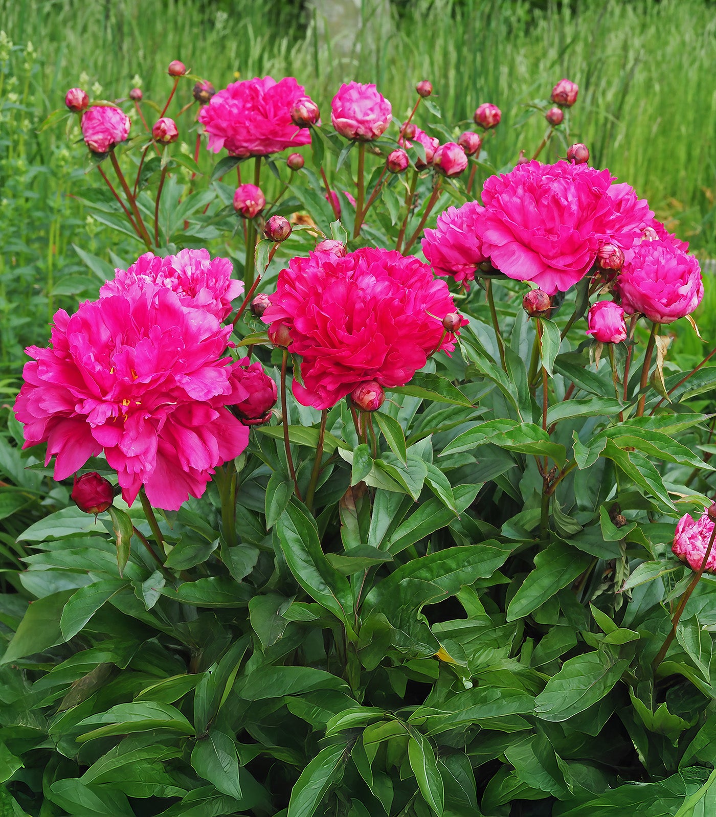 Felix Crousse Peony - 1 root division