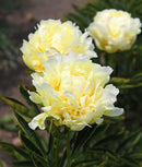 Goldmine Peony - 1 root division