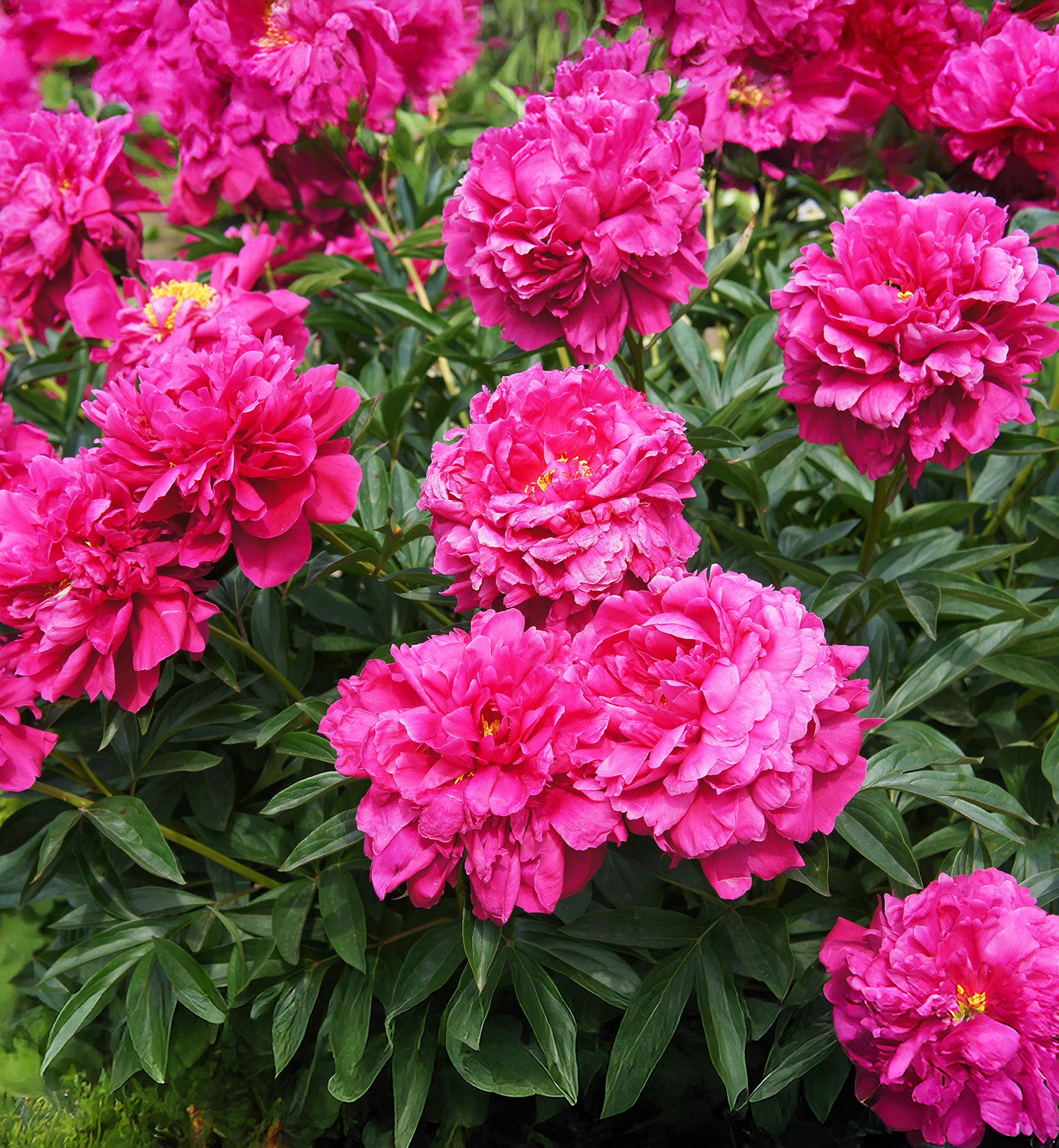 Kansas Peony - 1 root division