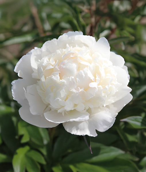 Lillian Wild Peony - 1 root division