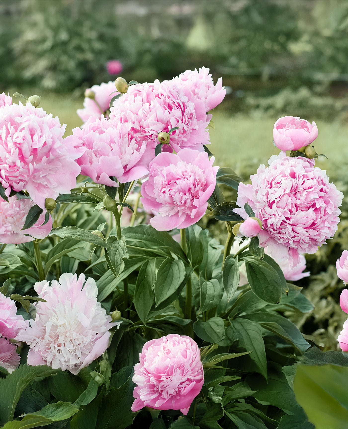 Mons. Jules Eli Peony - 1 root division