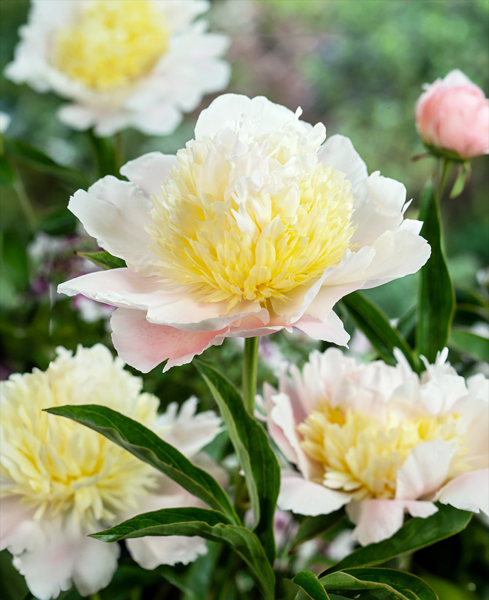 Primavere Peony - 1 root division