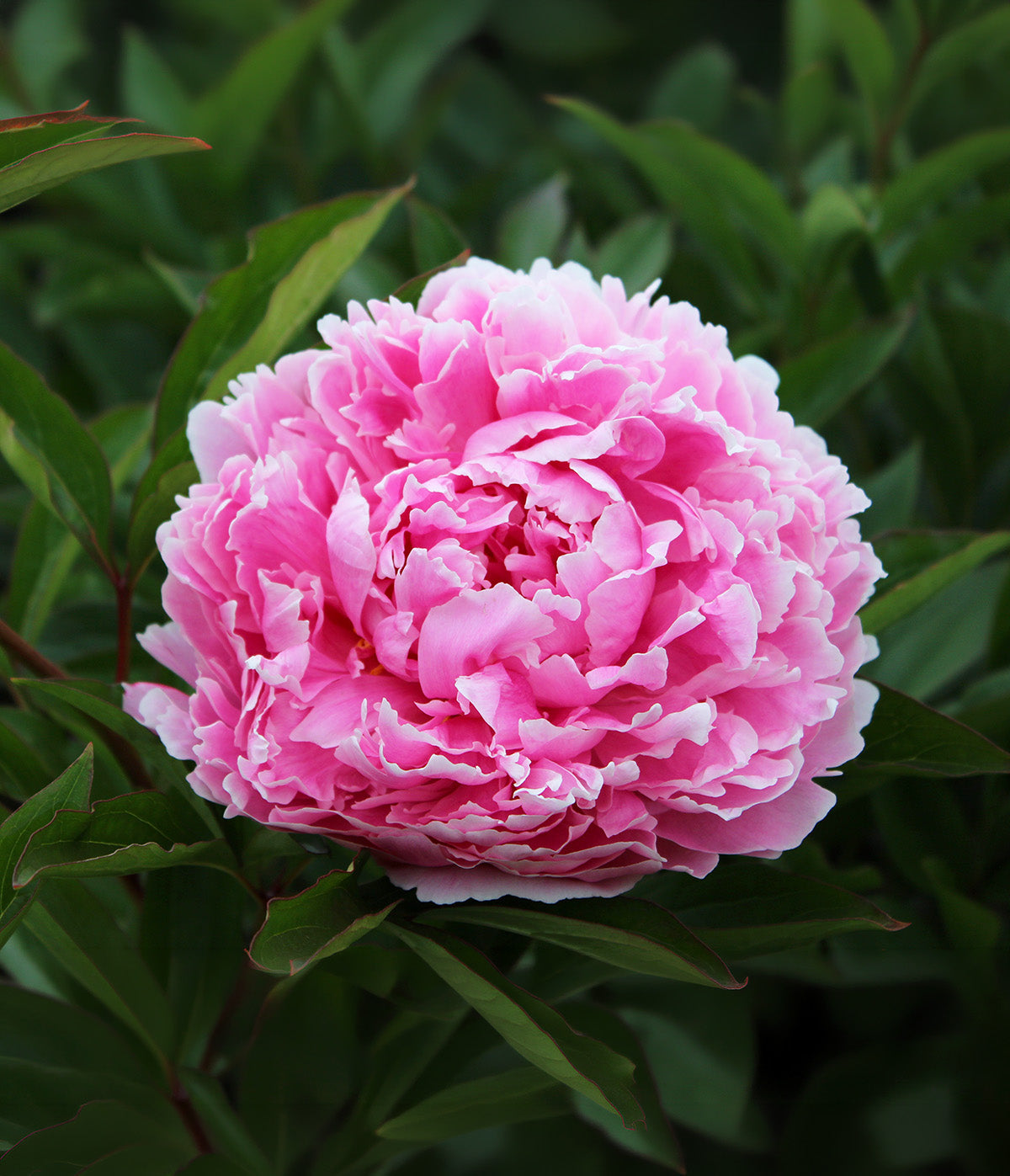 Sarah Bernhardt Peony - 1 root division