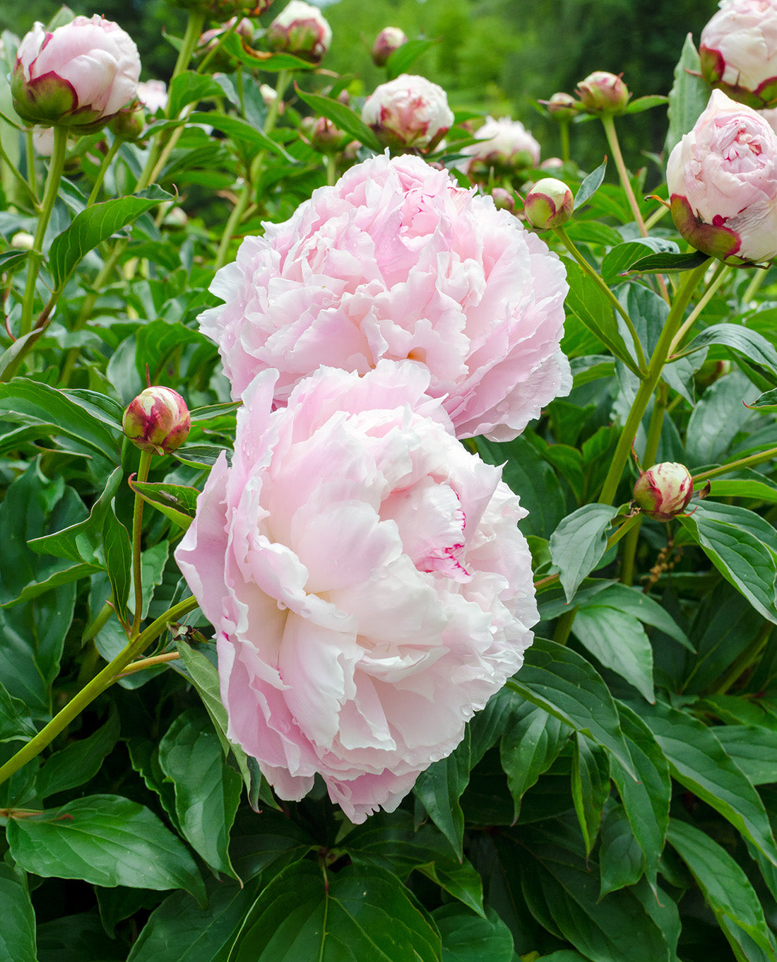 Shirley Temple Peony - 1 root division