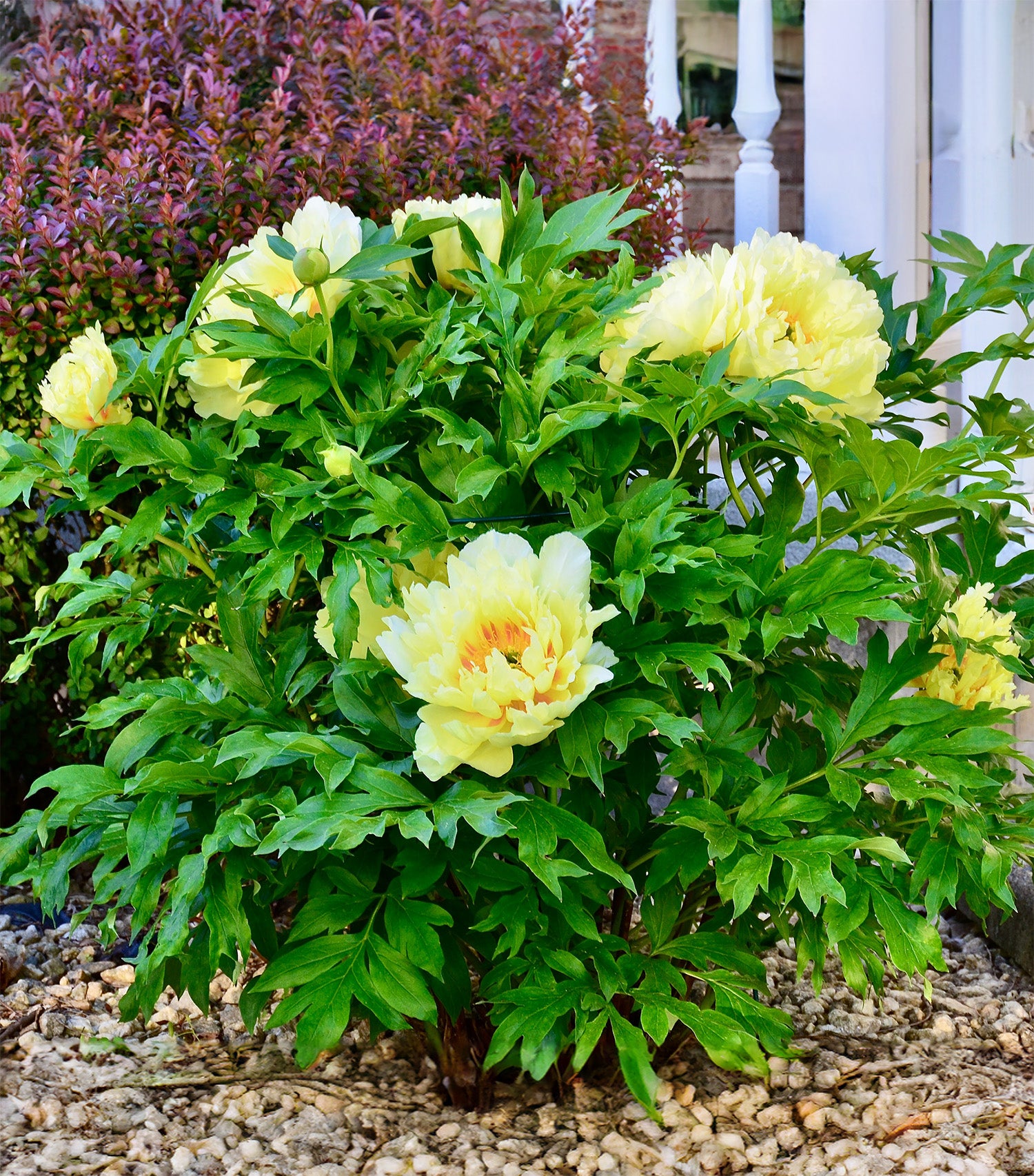 Yellow Peony - 1 root division