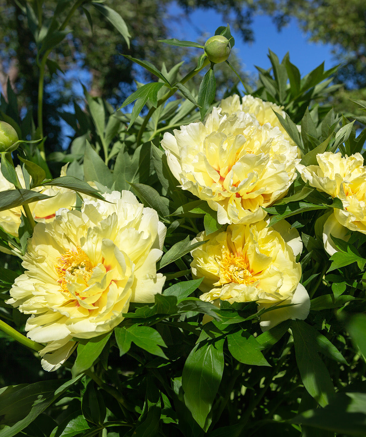 Bartzella Peony - 1 root division