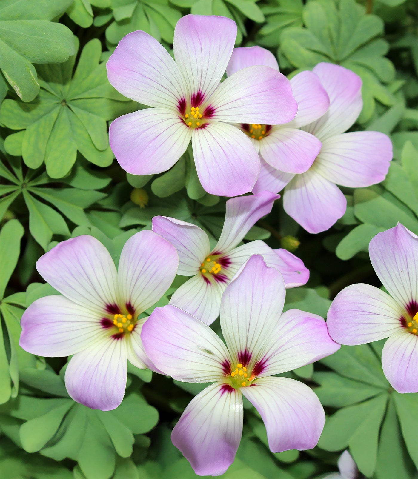 Pink Carpet Oxalis - 25 bulbs