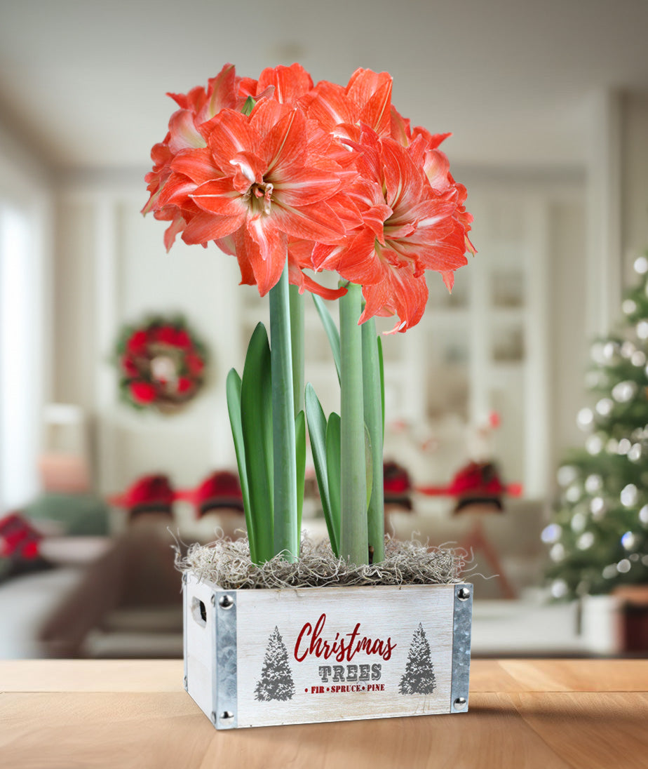 Red & White Amaryllis Bulb Gift