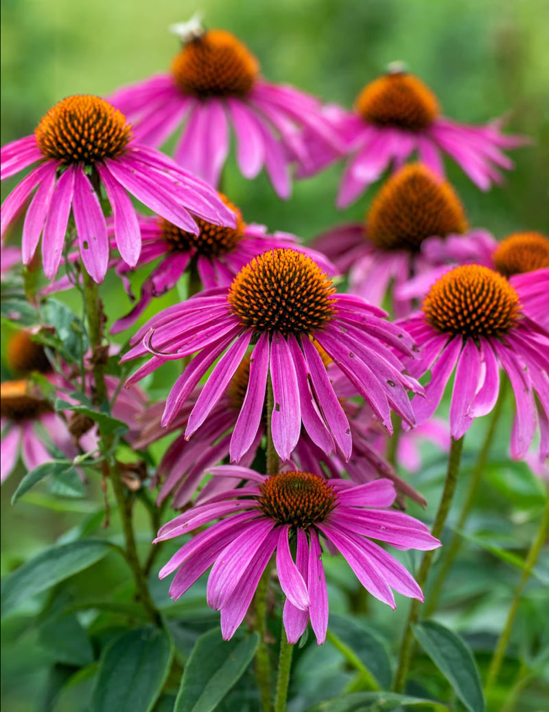 Purple Coneflower - 5 Root Divisions