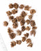 Mixed Ranunculus - 30 bulbs