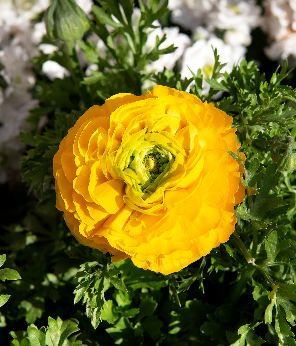 Golden Ranunculus Gold Ranunculus - 10 bulbs