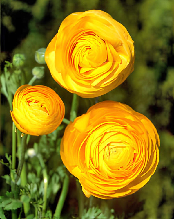 Soft Gold Ranunculus Ranunculus – BloomingBulb