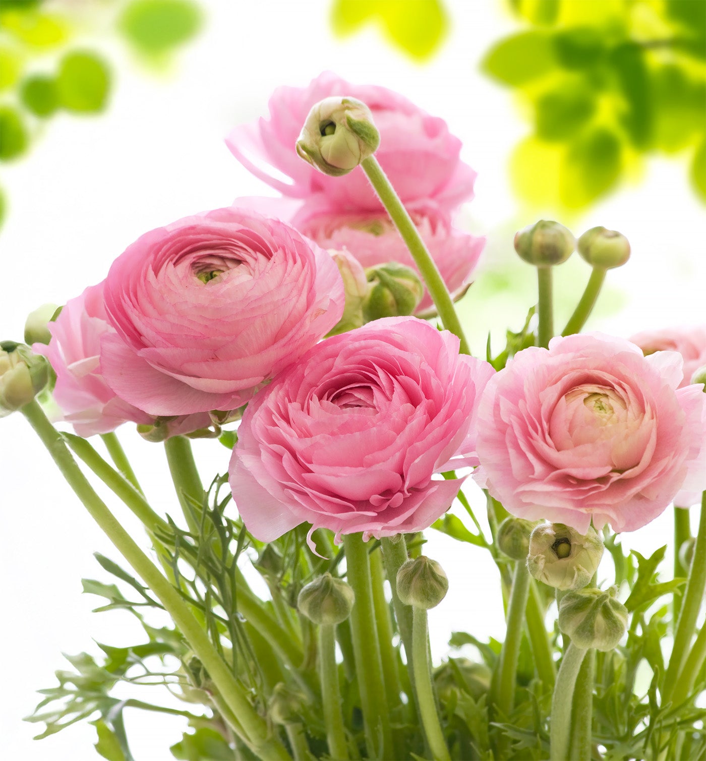 Pink Ranunculus - 10 bulbs