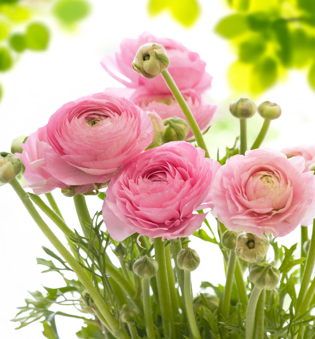 Pink Xl Ranunculus Pink Ranunculus - 10 bulbs