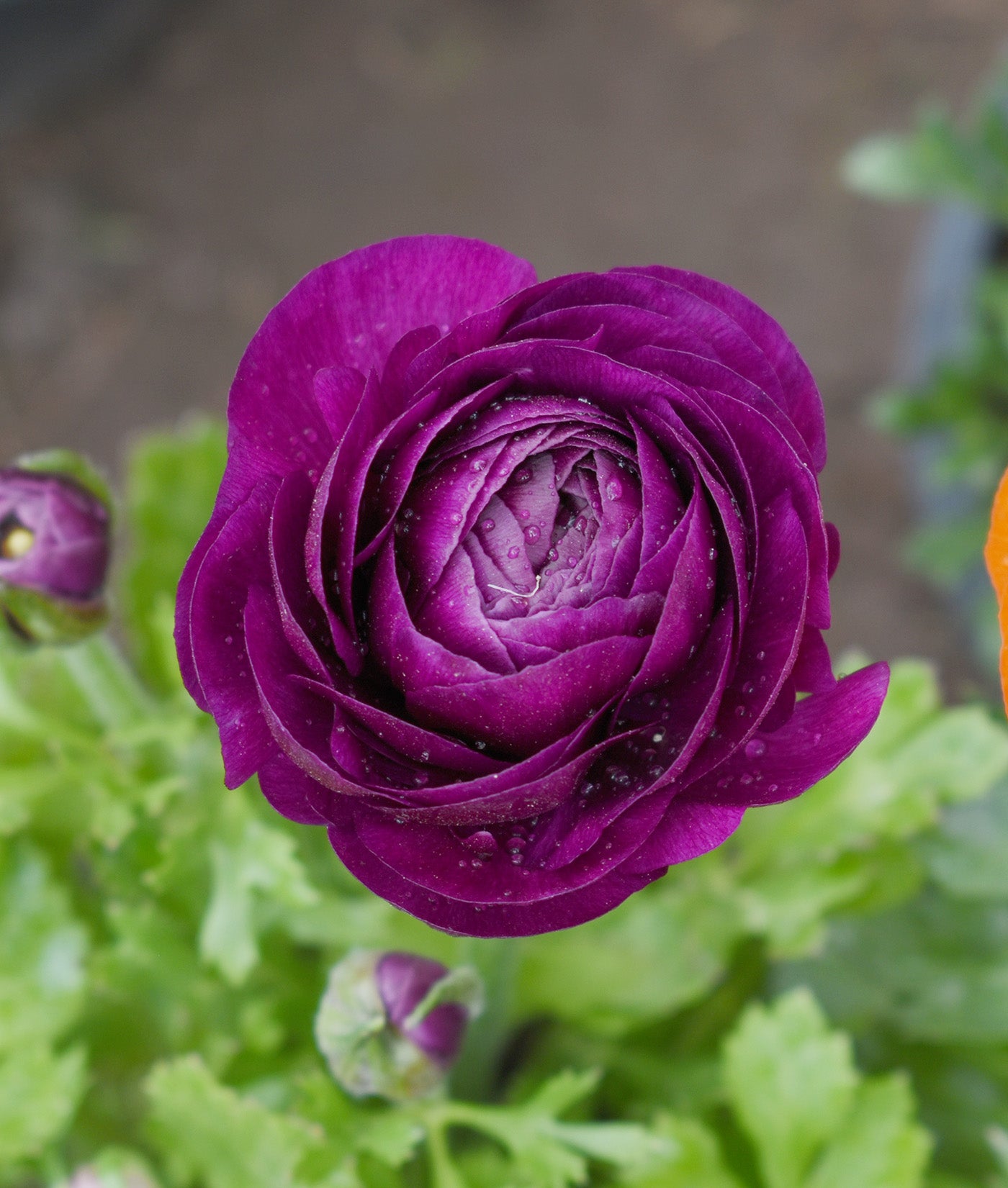 Urple Ranunculus Purple Ranunculus - 10 bulbs