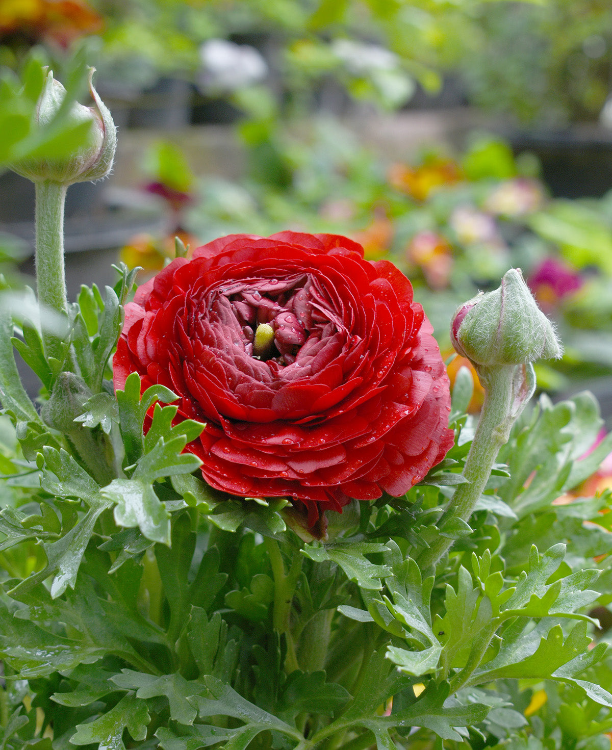 Red Ranunculus - 10 bulbs