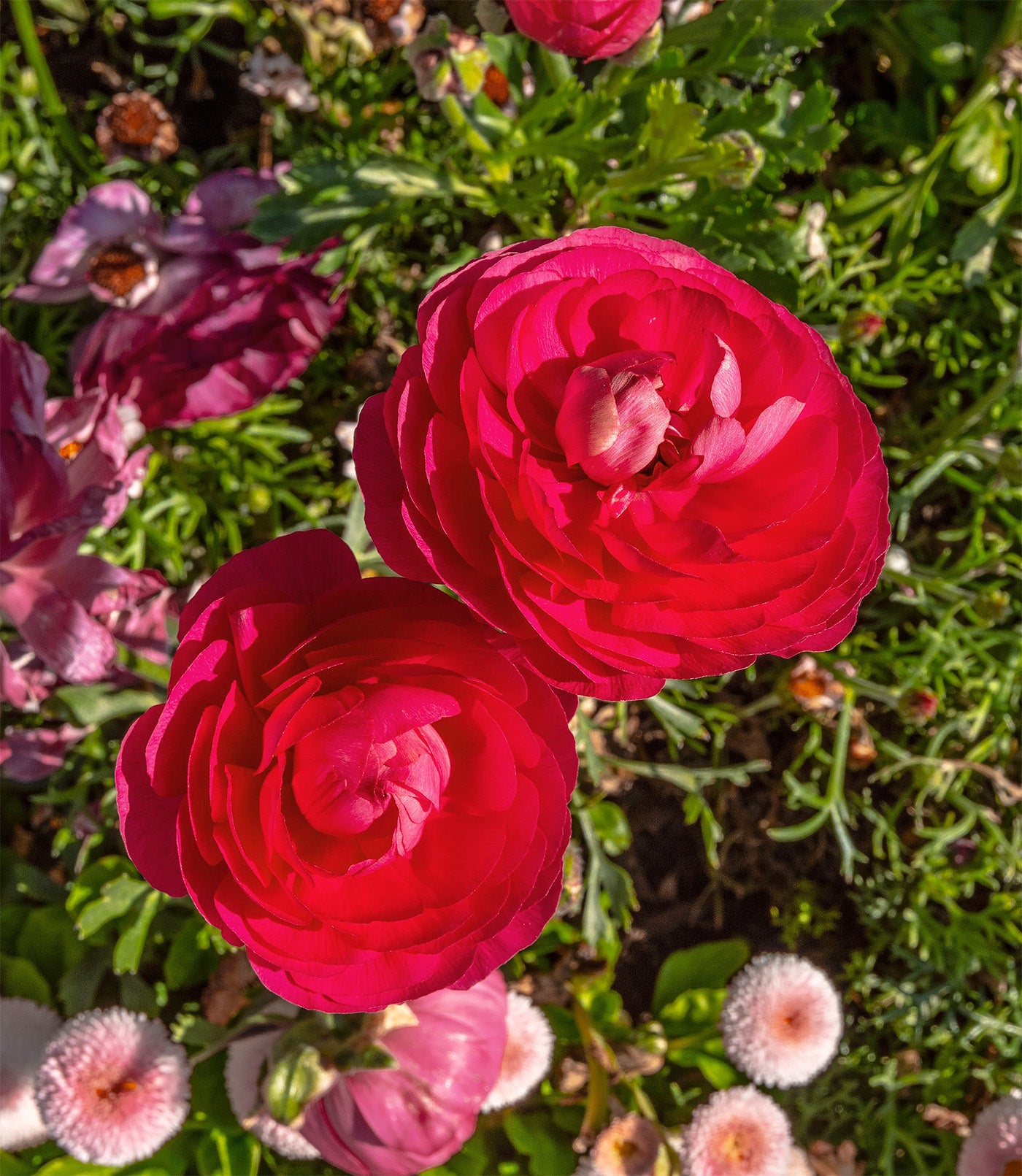 Rose Ranunculus - 10 bulbs