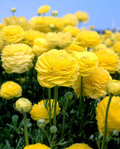 Yellow Ranunculus - 10 bulbs