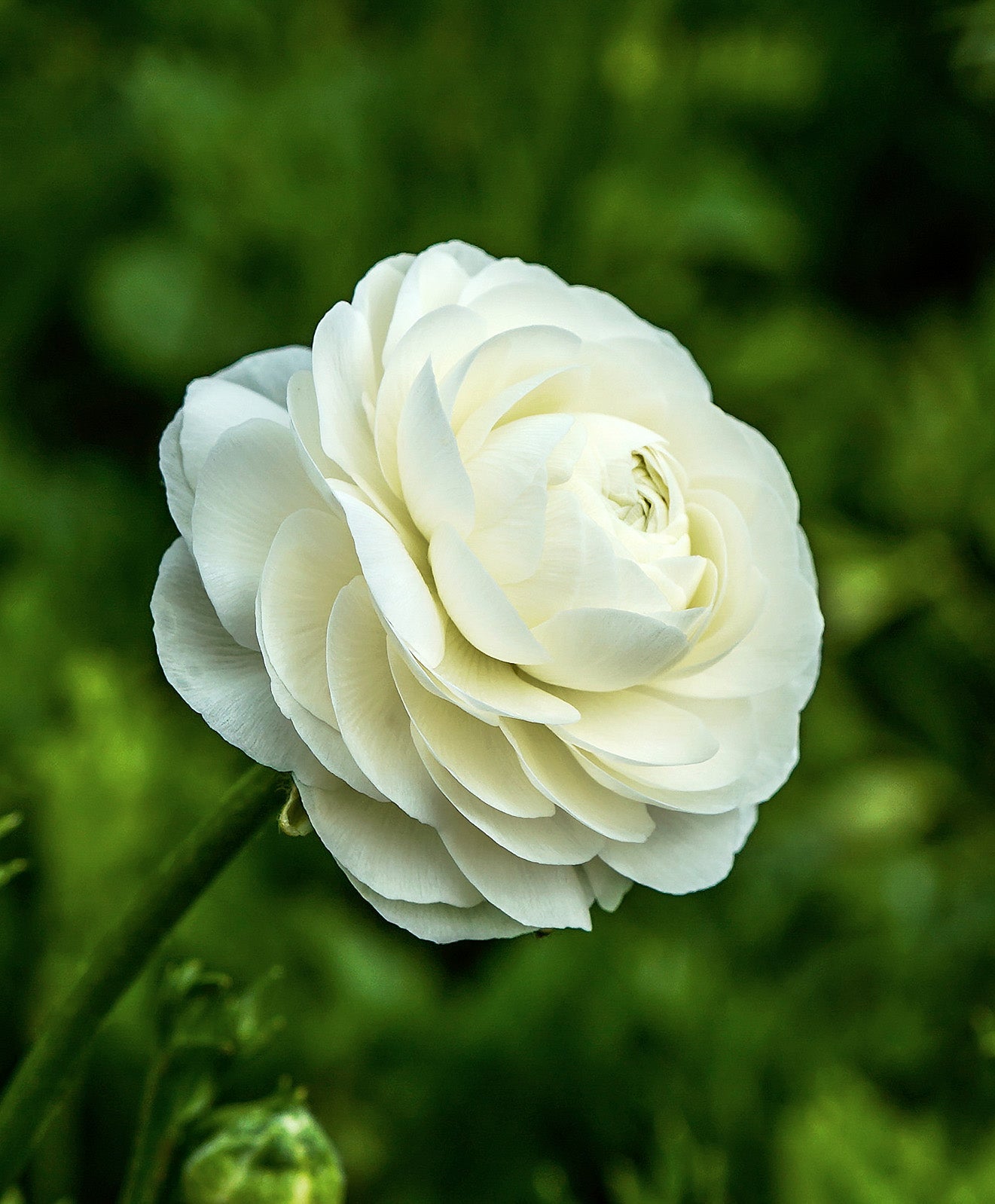 White Ranunculus - 10 bulbs