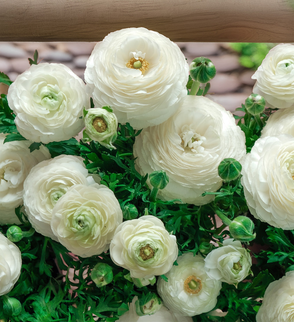 Whtie Ranunculus White Ranunculus - 10 bulbs