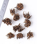 Merlot Ranunculus - 10 bulbs