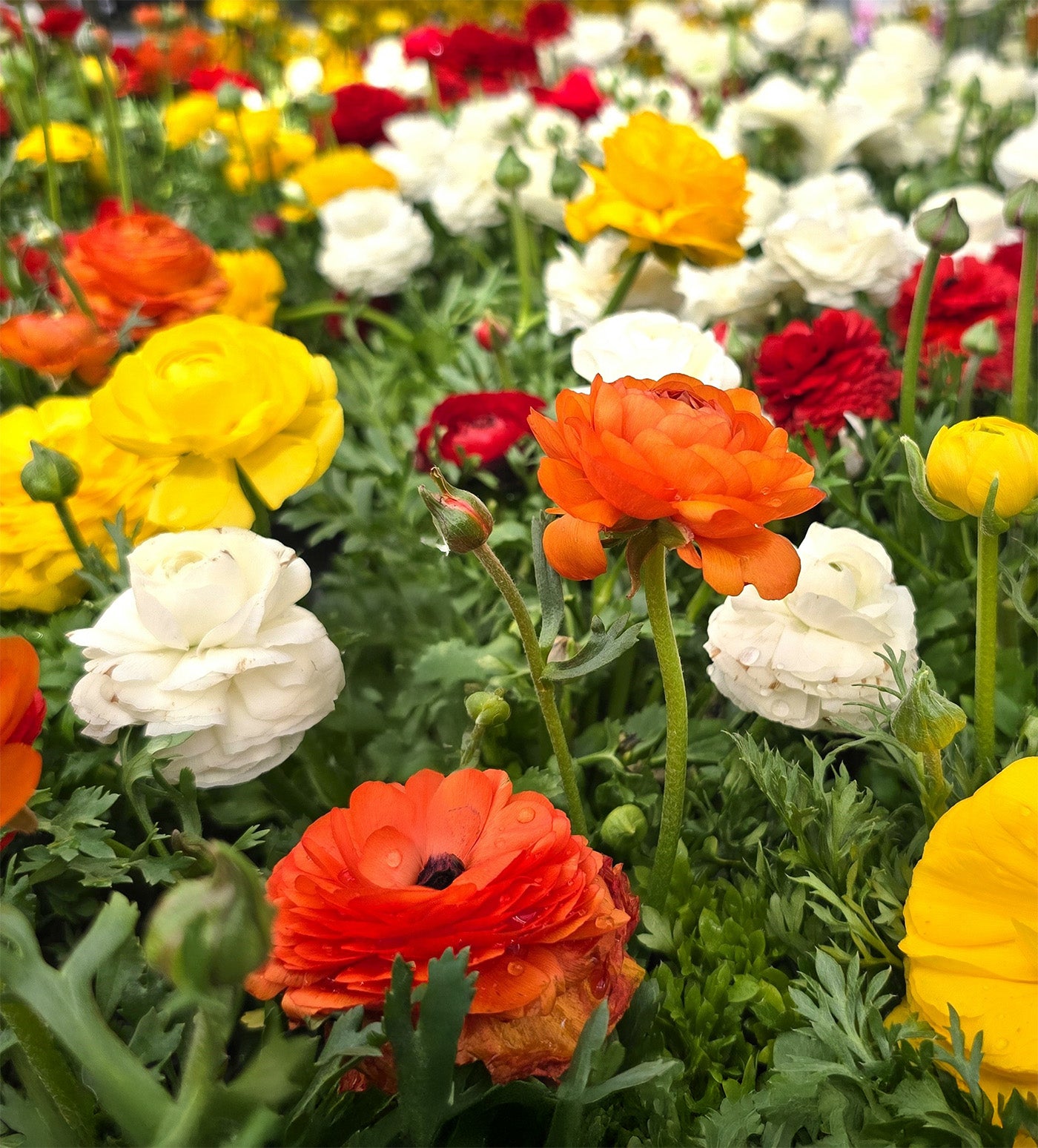 Mixed Ranunculus - 30 bulbs