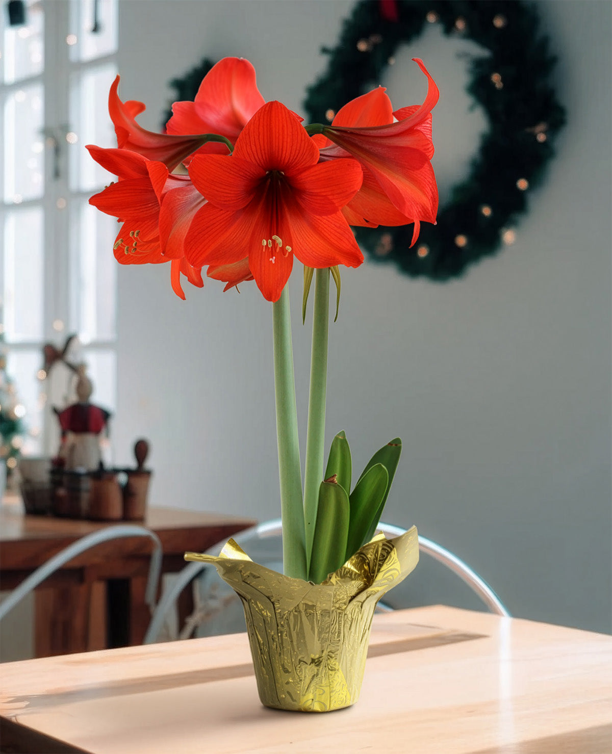 Red Amaryllis in Gold Foil