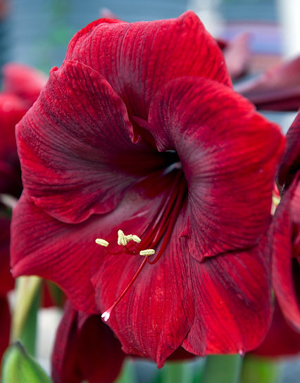 Red Jumbo Amaryllis - 40+ cm bulb