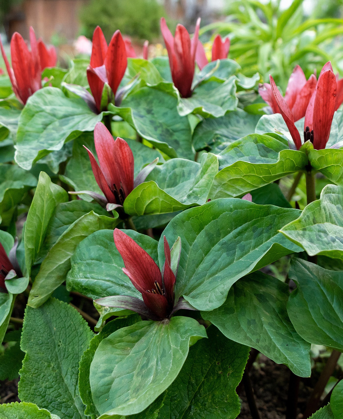 Red Trillium (Wood Lily) - 5 Root Divisions