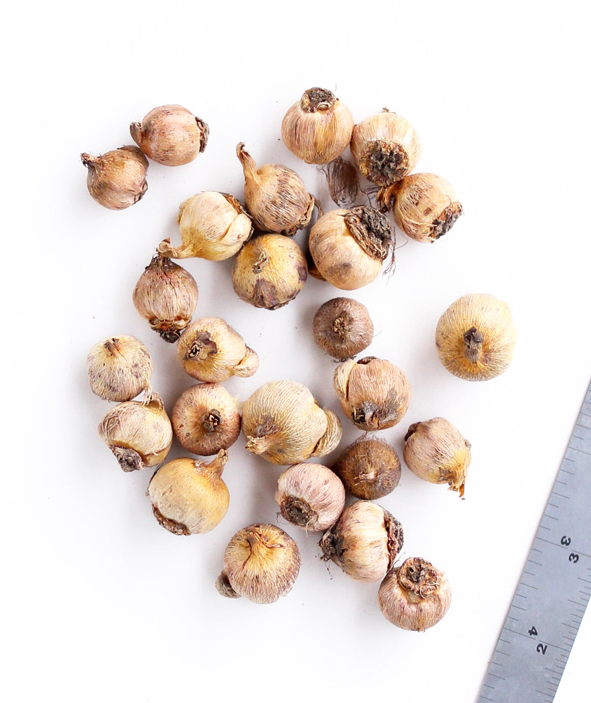 Mixed Firecrackers - 25 bulbs