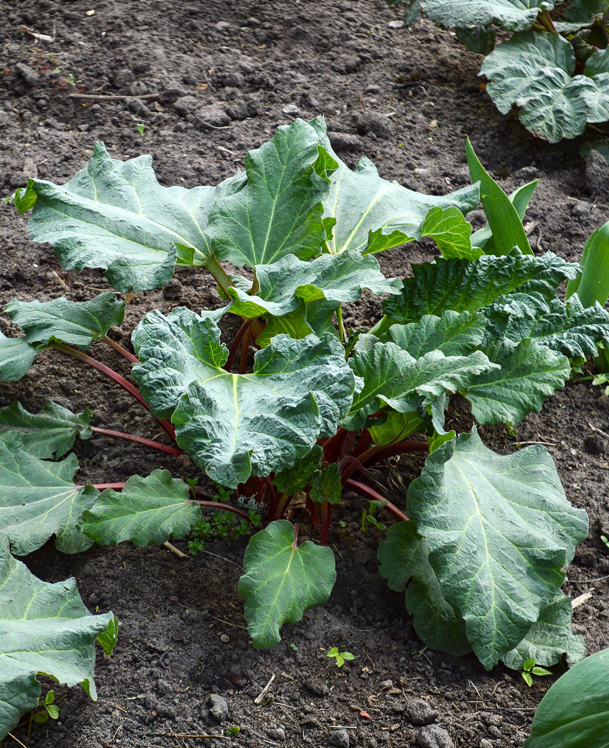 Crimson Red (Cherry) Rhubarb Crowns - 1 root division