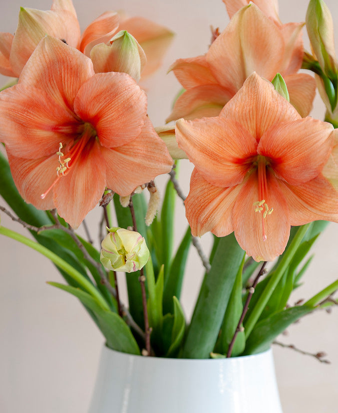 Rilona Amaryllis - 24-26 cm bulb