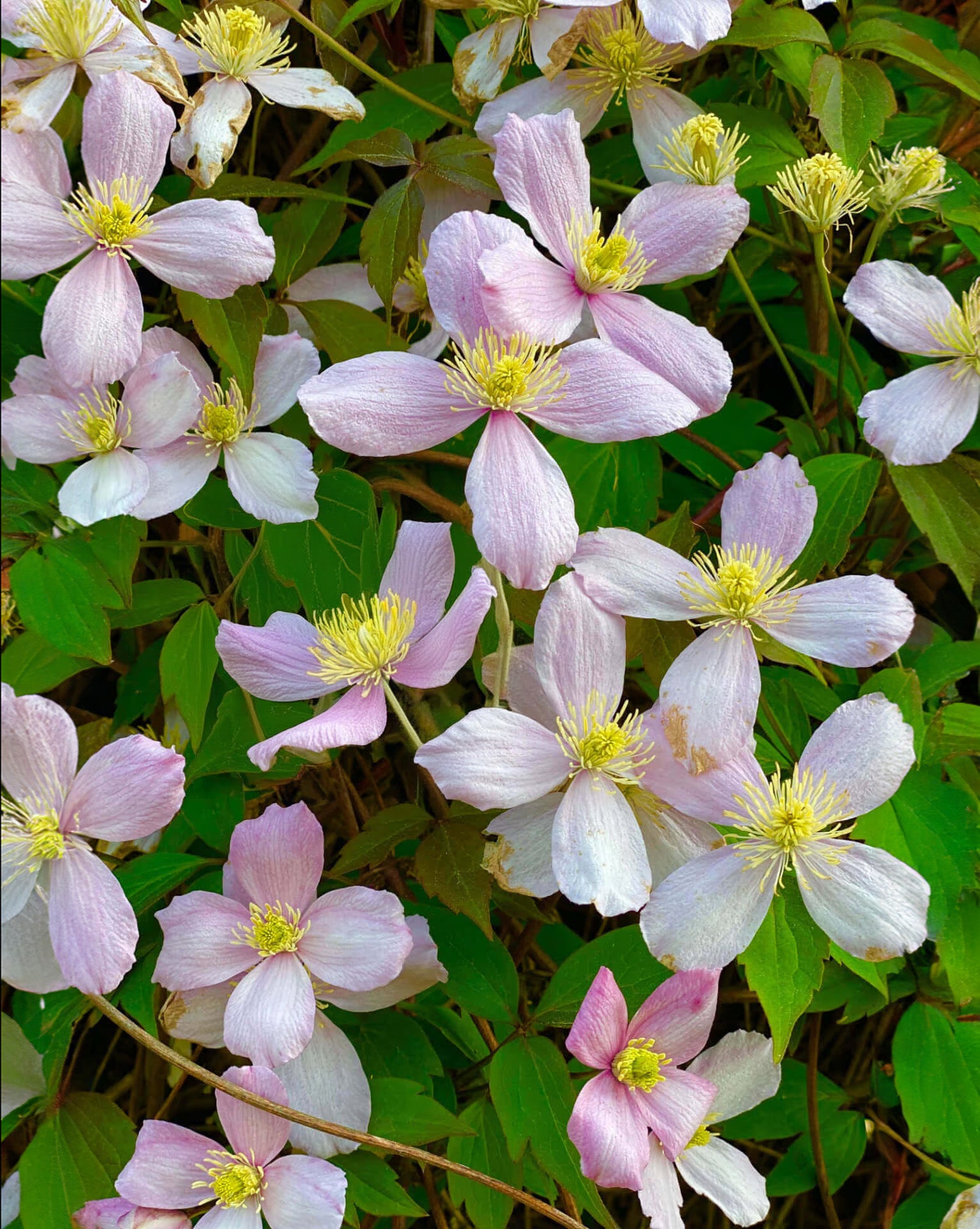 Rue Anemone - 5 Corms